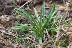 Marshallia caespitosa