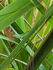 Anolis carolinensis