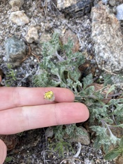 Trichoptilium incisum