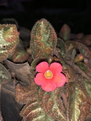 Episcia cupreata