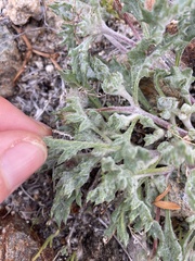 Trichoptilium incisum