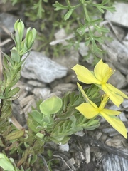 Hypericum suffruticosum
