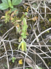 Hypericum suffruticosum