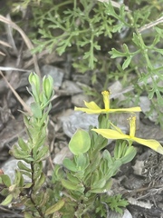 Hypericum suffruticosum