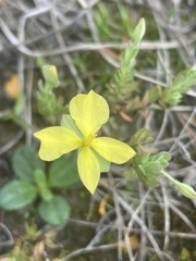 Hypericum suffruticosum
