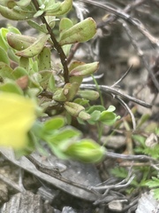 Hypericum suffruticosum