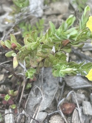 Hypericum suffruticosum