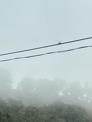 Streptopelia decaocto