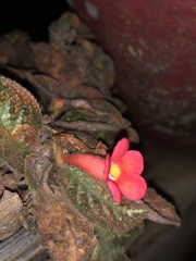 Episcia cupreata