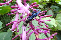 Synoeca