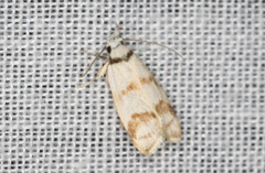 Chezala brachypepla