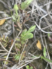 Hypericum suffruticosum