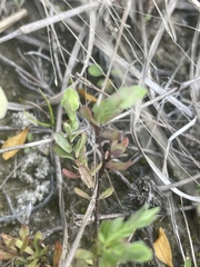 Hypericum suffruticosum