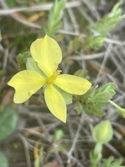 Hypericum suffruticosum
