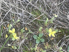Hypericum suffruticosum