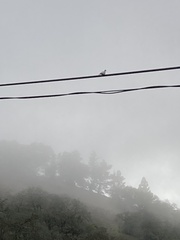 Streptopelia decaocto