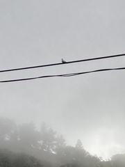 Streptopelia decaocto