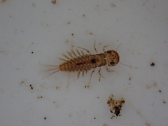 Ameletopsis perscitus