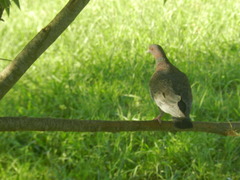 Patagioenas picazuro