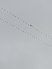 Streptopelia decaocto