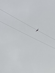 Streptopelia decaocto