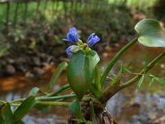 Pontederia vaginalis
