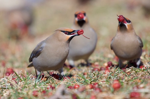 Bohemian Waxwing, photo 5 of 9
