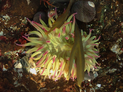 Anthopleura elegantissima