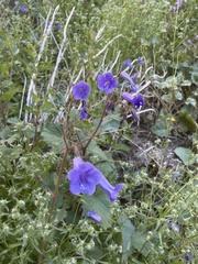 Phacelia minor
