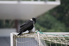 Corvus pectoralis