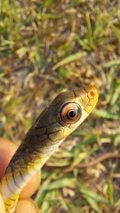 Chironius spixii