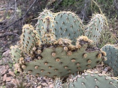 Opuntia chlorotica