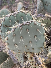 Opuntia chlorotica
