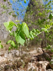 Acer negundo