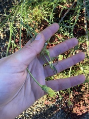 Malacothrix glabrata