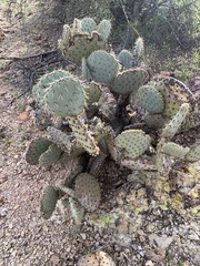 Opuntia chlorotica