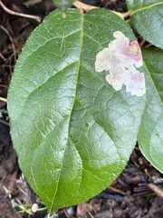 Cameraria gaultheriella