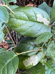 Cameraria gaultheriella