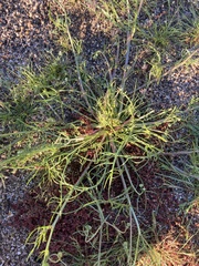 Malacothrix glabrata