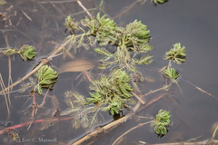 Myriophyllum aquaticum