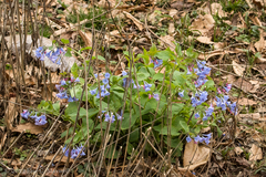 Mertensia virginica
