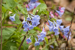 Mertensia virginica