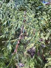 Thuja