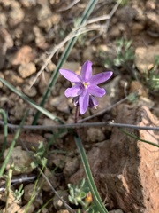 Dipterostemon capitatus pauciflorus