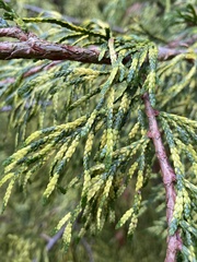 Thuja