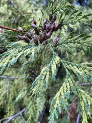 Thuja