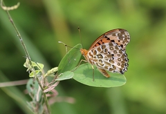 Argynnis hyperbius
