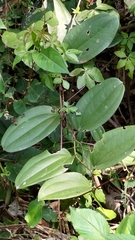 Smilax bracteata