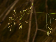 Poa cuspidata