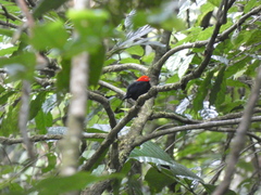 Ceratopipra mentalis